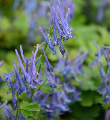 Gebogener Lerchensporn Blue Heron - Corydalis