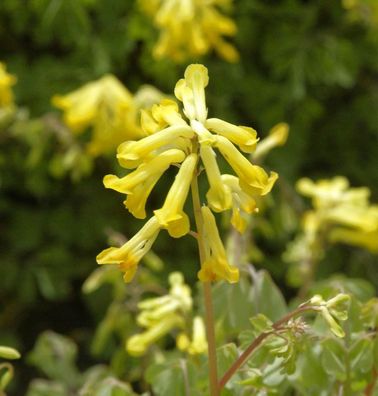 Sibirischer Lerchensporn - Corydalis nobilis