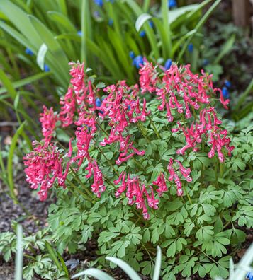 Gefingerter Lerchensporn George Baker - Corydalis solida