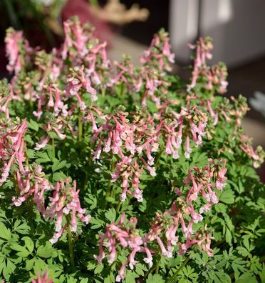 Gefingerter Lerchensporn - Corydalis solida