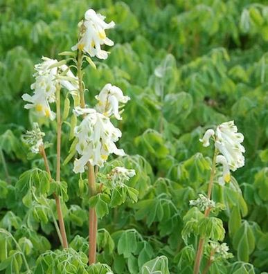 Cremefarbener Lerchensporn - Corydalis ochroleuca