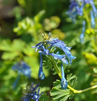 bläulicher Lerchensporn - Corydalis elata