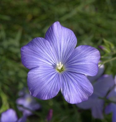 Französischer Lein - Linum narbonense