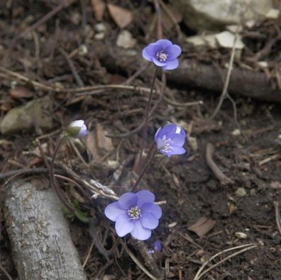 Siebenbürger Leberblümchen - Hepatica transsilvanica