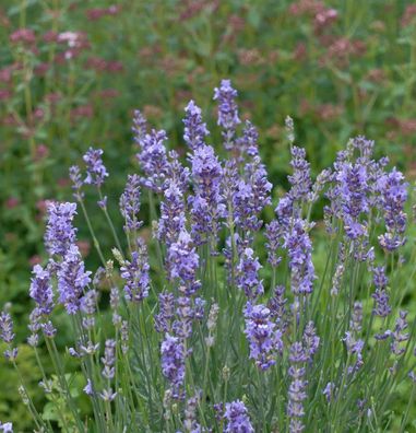 Echter Lavendel Phenomenal - Lavandula angustifolia