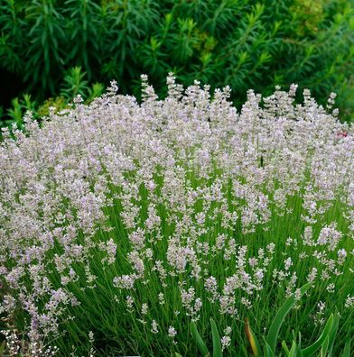 Echter Lavendel Melissa - Lavandula angustifolia