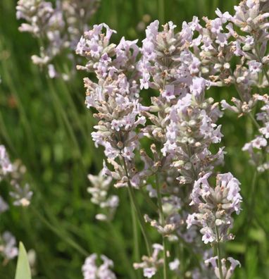 Echter Lavendel Loddon Pink - Lavandula angustifolia