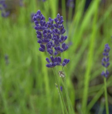 Echter Lavendel Imperial Gem - Lavandula angustifolia