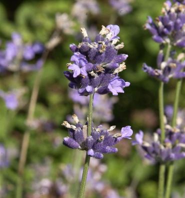 Breitblättriger Lavendel - Lavandula latifolia