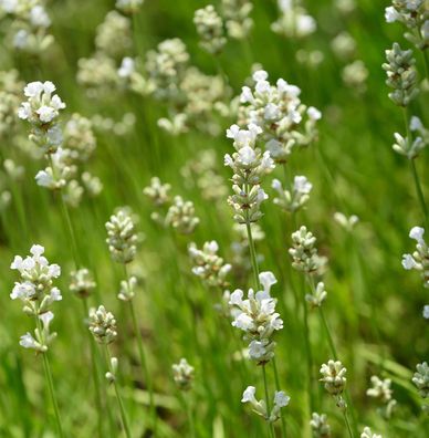 Echter Lavendel Nana Alba - Lavandula angustifolia