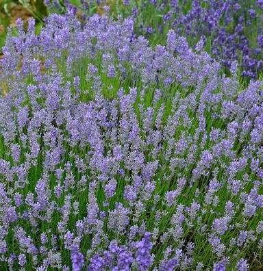 Lavendel Grosso - Lavandula intermedia