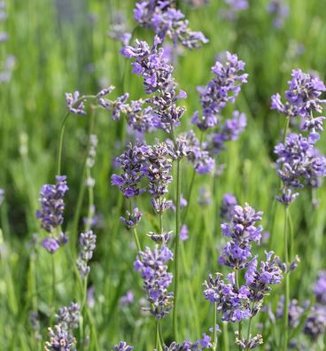 Echter Lavendel Munstead - Lavandula angustifolia