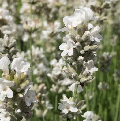 Echter Lavendel Edelweiß - Lavandula angustifolia