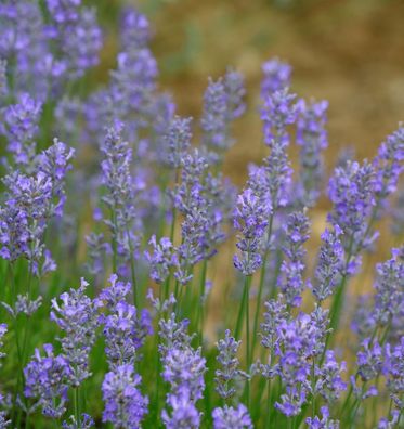 Echter Lavendel Blue Cushion - Lavandula angustifolia