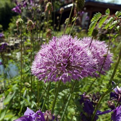 Zierlauch Summer Beauty - Allium hybride