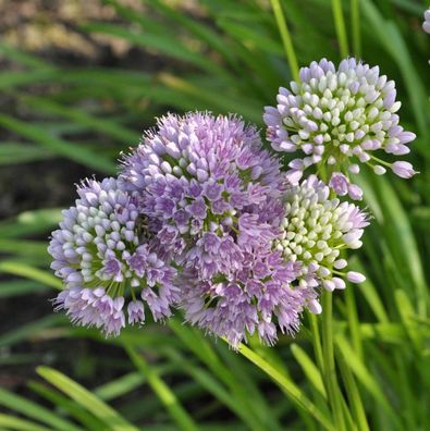 Berg-Lauch - Allium senescens