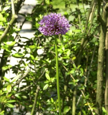 Zier Lauch - Paukenschlegellauch - Allium rosenbachianum