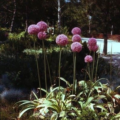 Riesenlauch Ambassador - Allium giganteum