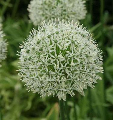 Zierlauch Mount Everest - Allium stipitatum