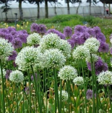 Zierlauch Mont Blanc - Allium stipitatum