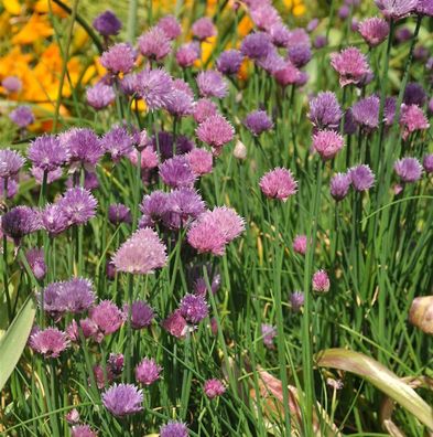 Schnittlauch Forescate - Allium schoenoprasum