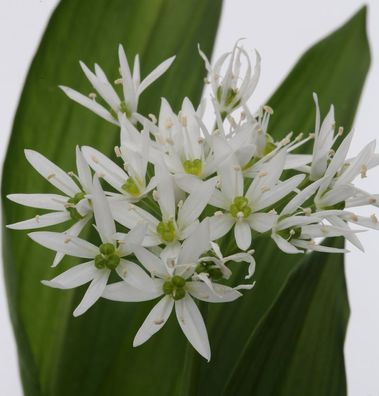 Zierlauch weiß Bärlauch - Allium ursinum