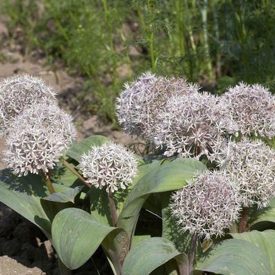 Blauzungenlauch - Allium karataviense