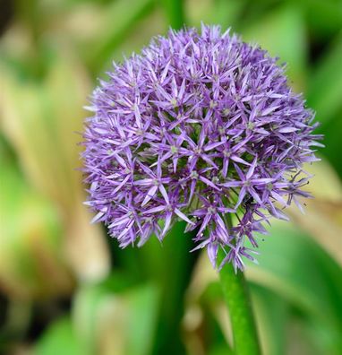 Zierlauch Globemaster - Allium macleanii