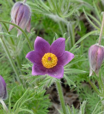 Küchenschelle Violet Shades - Pulsatilla vulgaris