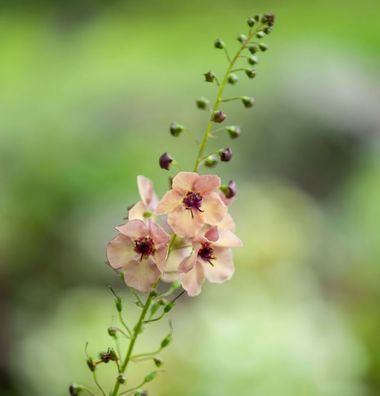 Königskerze Jackie in Pink - Verbascum cultorum