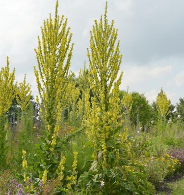 Seidenhaar Königskerze - Verbascum bombyciferum