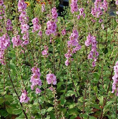 Königskerze Pink Domino - Verbascum Hybrid