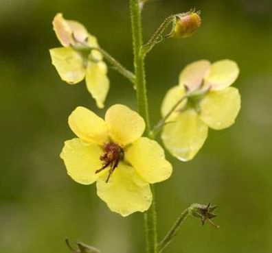 Königskerze Cotswold Queen - Verbascum Hybrid