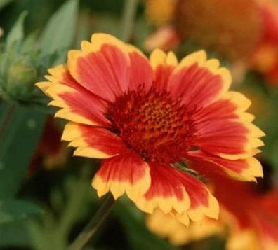 Korkadenblume Tokayer - Gaillardia grandiflora