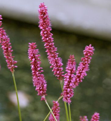 Kerzenknöterich Pink Elephant - Persicaria amplexicaulis