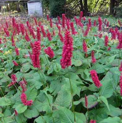 Kerzenknöterich Inverleith - Persicaria amplexicaulis