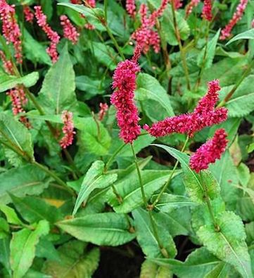 Kerzenknöterich Fat Domino - Persicaria amplexicaulis