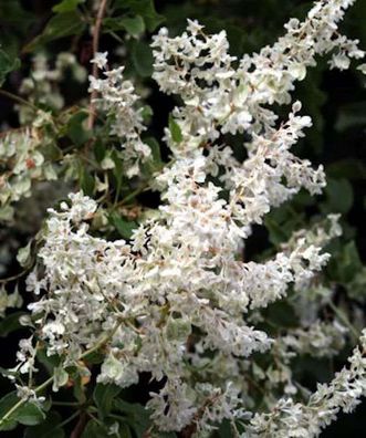 Schlingknöterich 100-125cm - Polygonum aubertii