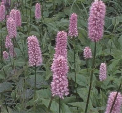 Kerzenknöterich Specioum - Persicaria amplexicaulis