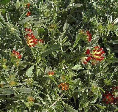 Purpurwundklee - Anthyllis montana