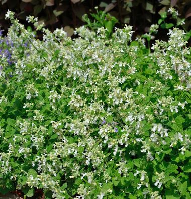 Kaschmir Katzenminze Schneehäschen - Nepeta nervosa