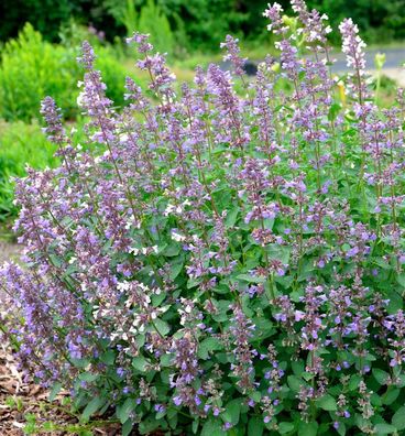 Katzenminze Summer Magic - Nepeta grandiflora