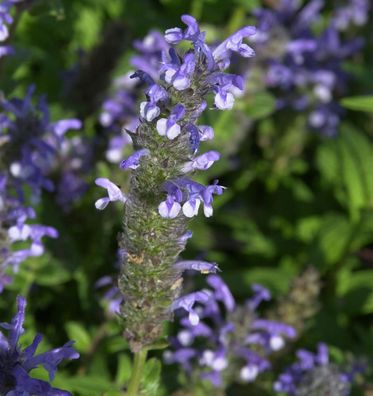 Kaschmir Katzenminze - Nepeta nervosa