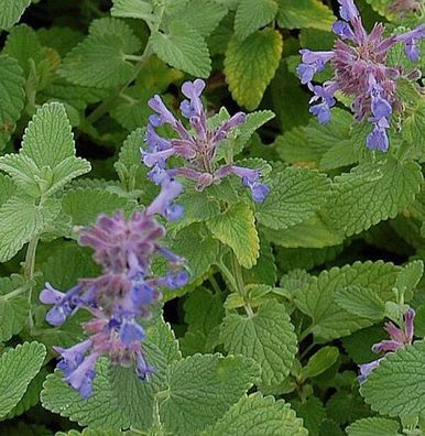 Katzen Minze Superba - Nepeta racemosa