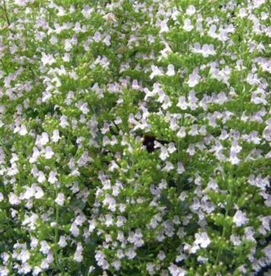 Katzenminze Veluw's Blauwtje - Nepeta grandiflora