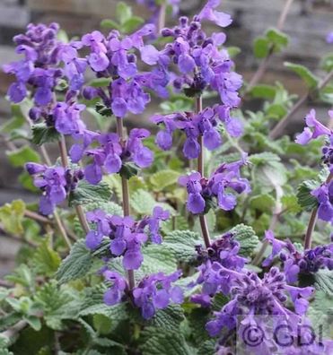 Katzenminze Grog - Nepeta racemosa