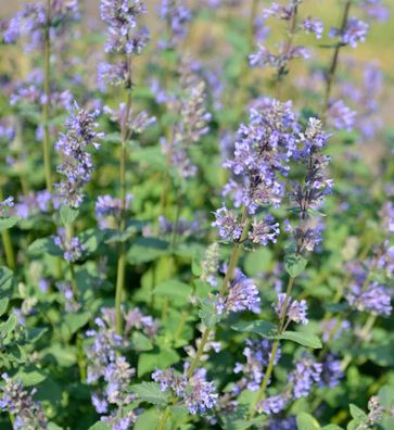 Katzenminze Zinsers Giant - Nepeta grandiflora