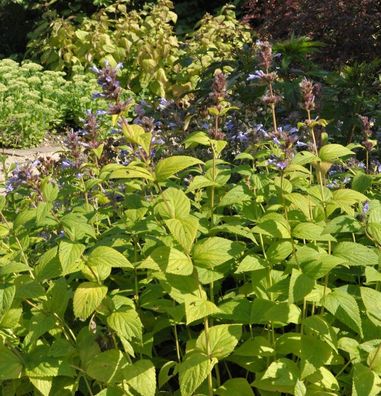 Himalaya Katzenminze Sweet Dreams - Nepeta subsessilis