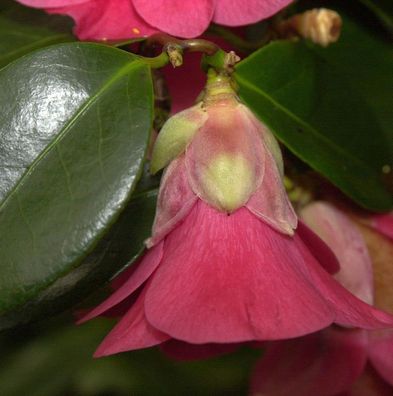 Herbstblühende Kamelie Hiryu 40-60cm - Camellia sasanqua