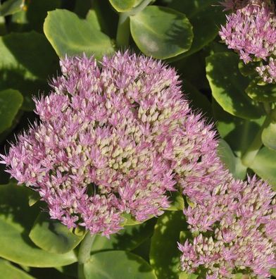 Prächtige Fetthenne Abbeydore - Sedum spectabile